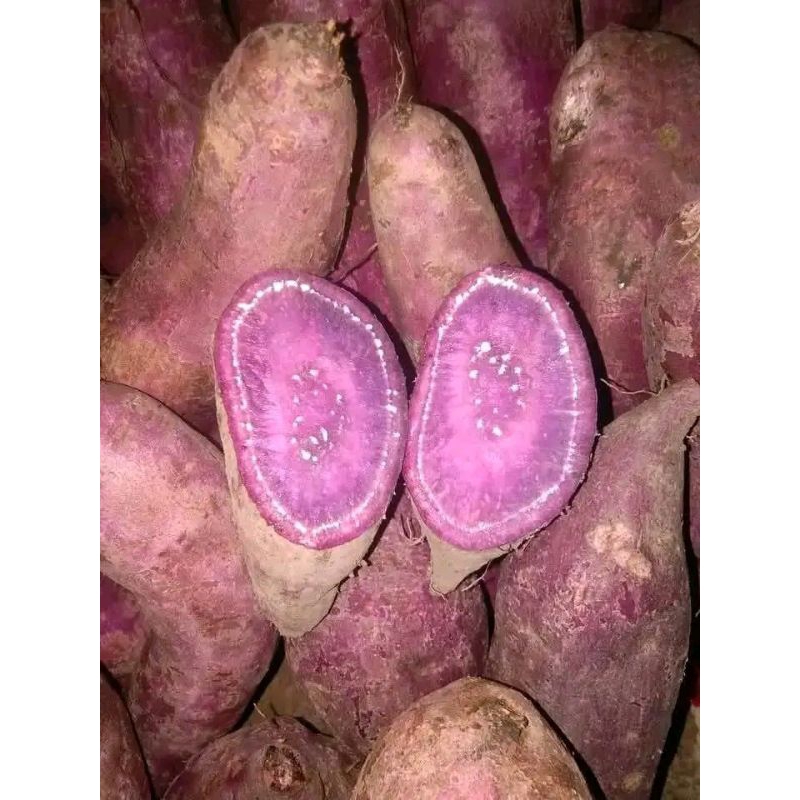 

Ubi ungu 1kg