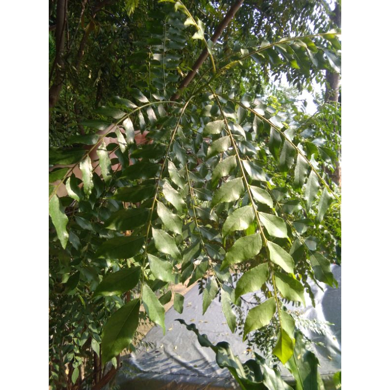 

Daun Kari/Salam Koja/Daun Temuru Segar (Dijamin Tanpa Pestisida) Harga Perbatang