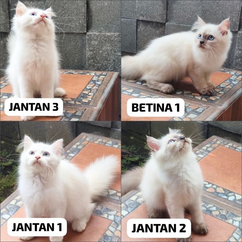 kitten Persia Medium Putih dan Himalaya mata biru ekor kemoceng