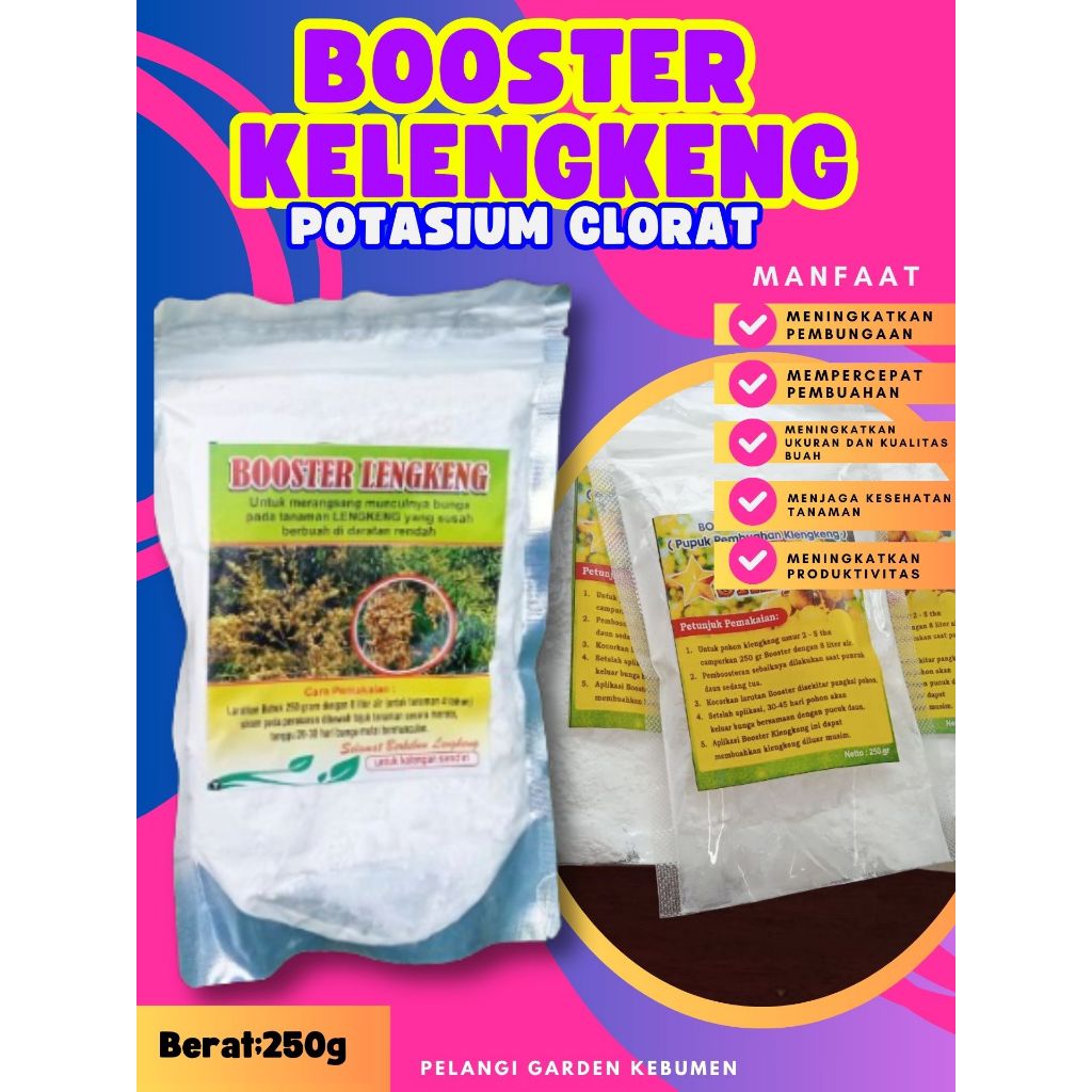 DIJAMIN ASLI  Booster Buah Kelengkeng Merah Cangkok Berbuah, Booster Buah Kelengkeng Matalada, Boost