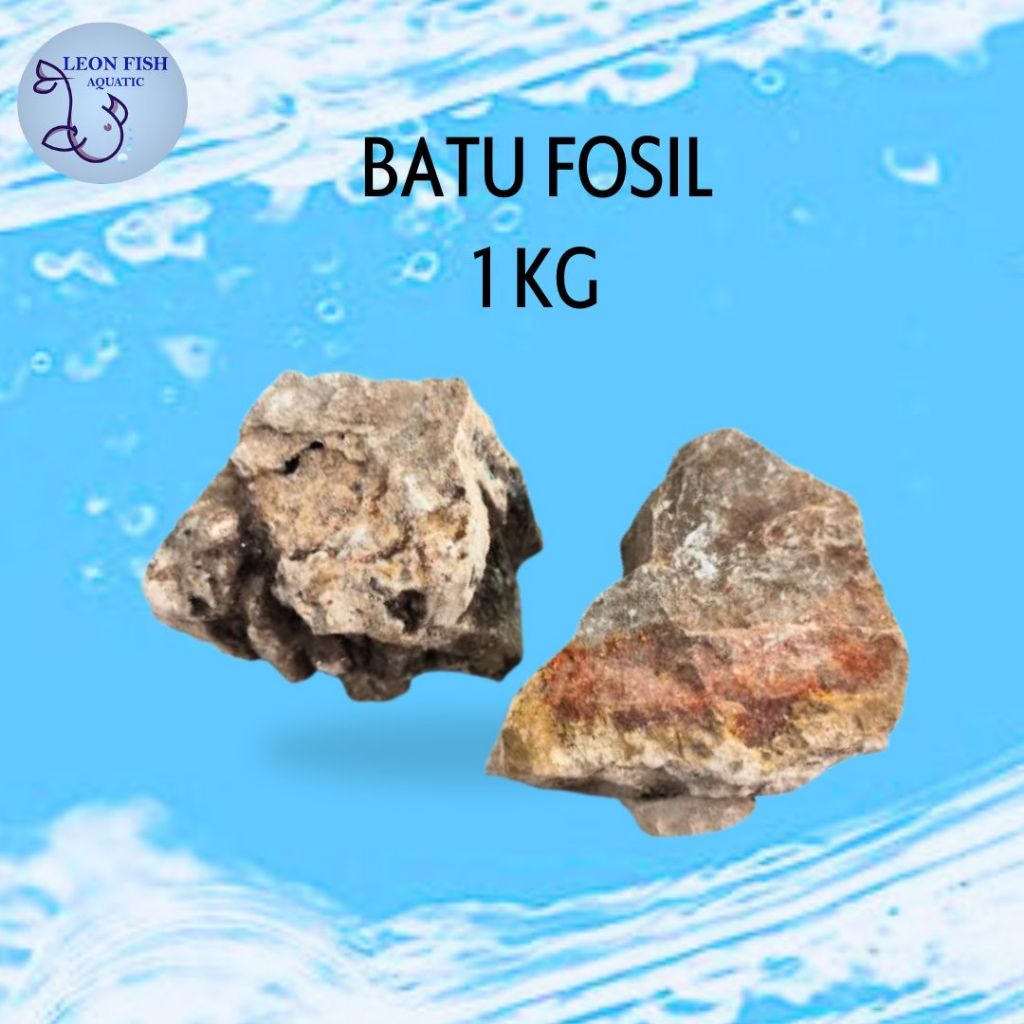 Batu Fosil Hiasan Batu Aquascape Aquarium Ikan Hias 1 Kg ECER GROSIR