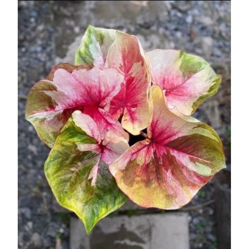 Tanaman Hias Caladium Hybrid thailand series-keladi thailand series