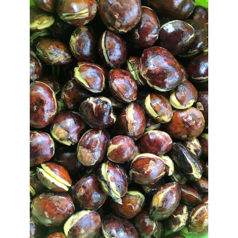 

PROMO jengkol jengki fres tua 1kg