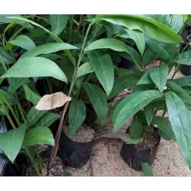 Bibit lengkuas unggul,pohon lengkuas,bibit laos