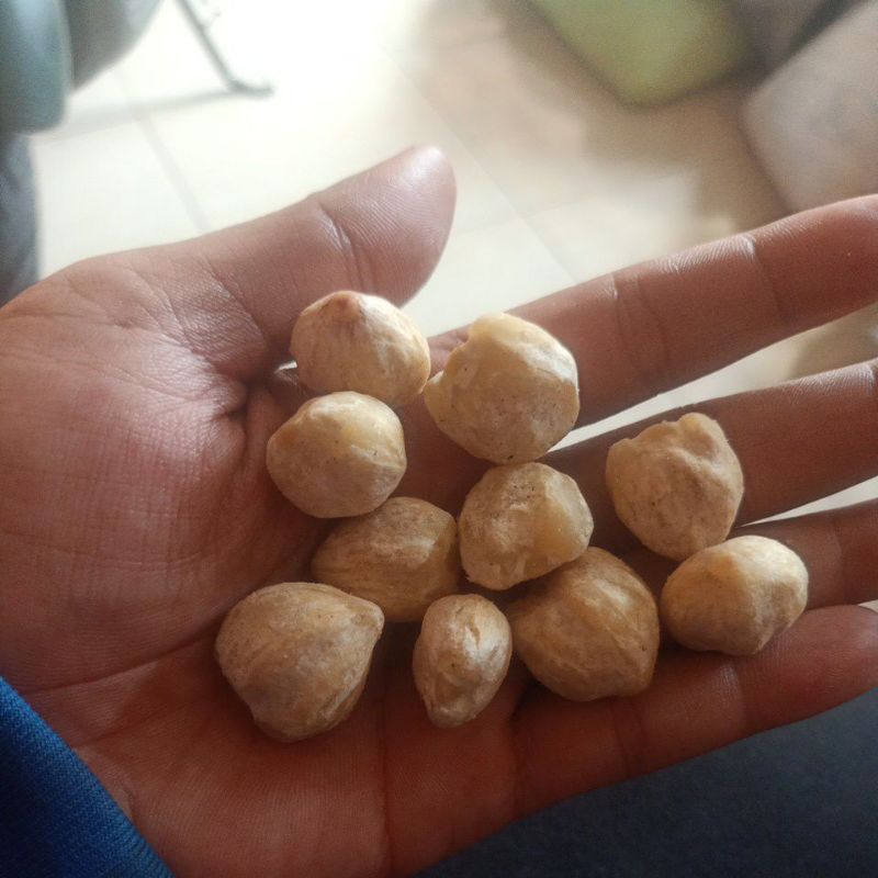 

Kemiri Kemasan 5 Kg Kualitas Terbaik Bagus Termurah Ori Lokal Original