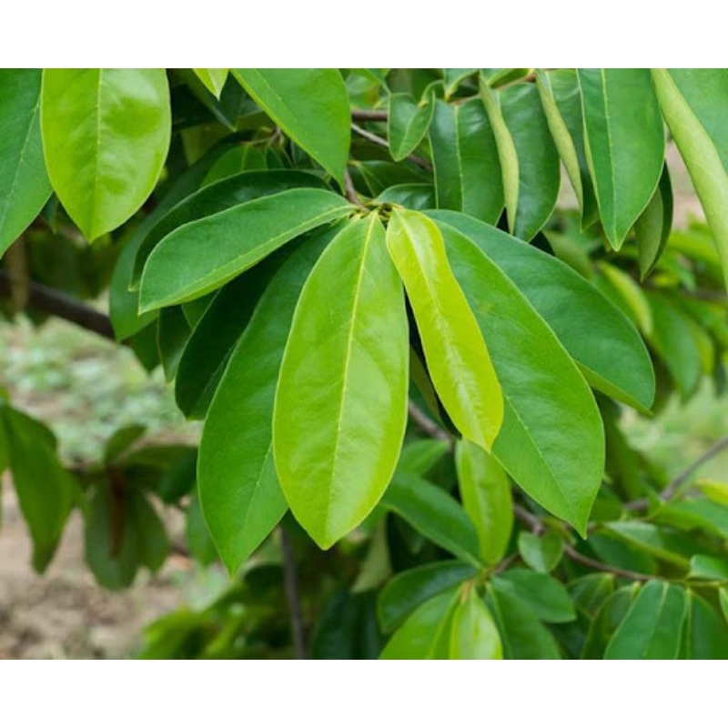 

Daun sirsak segar alami 100 Lembar