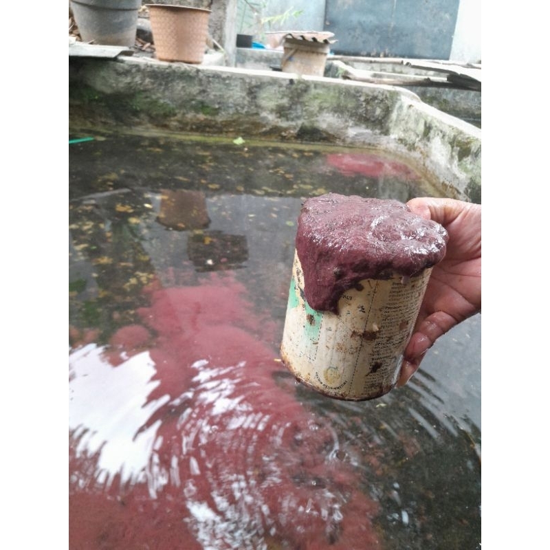 Cacing Sutra 1 Liter