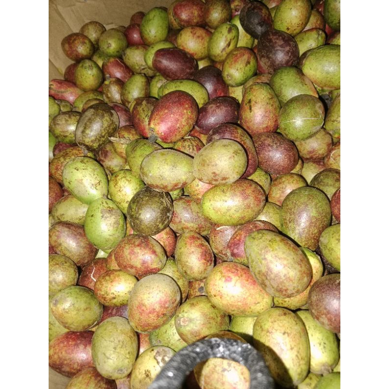 

matoa blasteran 3 rasa