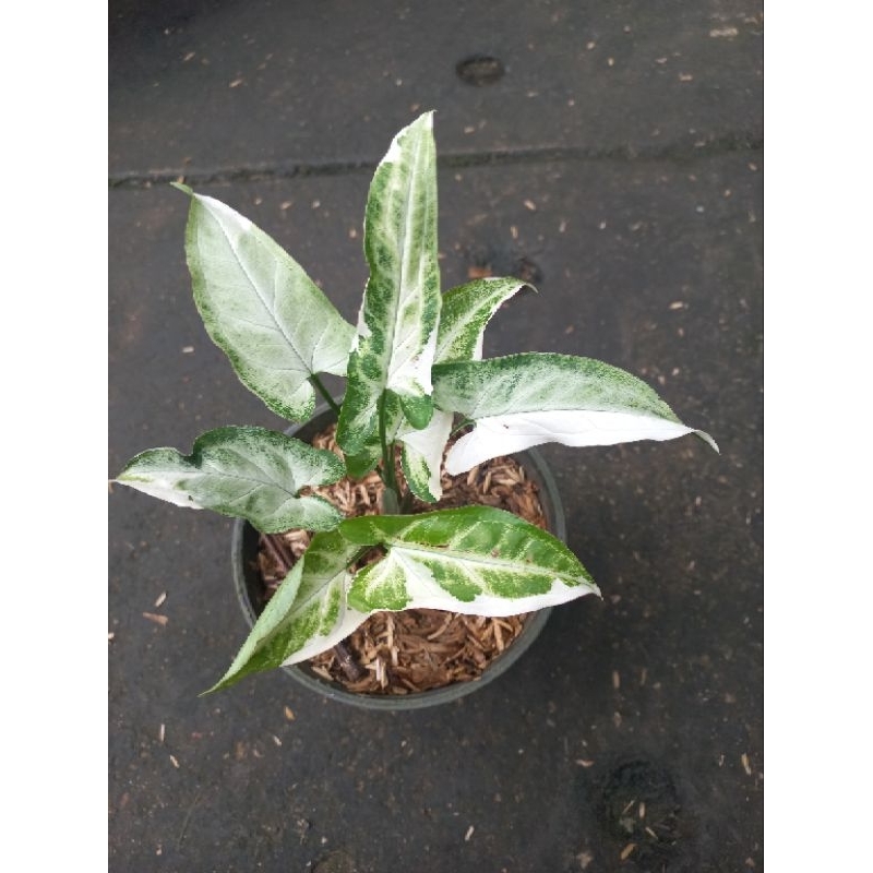 syngonium t25