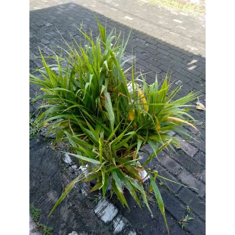 bibit jahe merah siap tanam