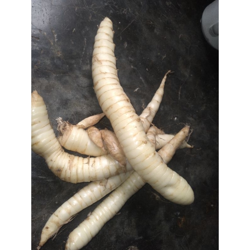 

jual umbi Garut segar/ umbi sagu 1kg