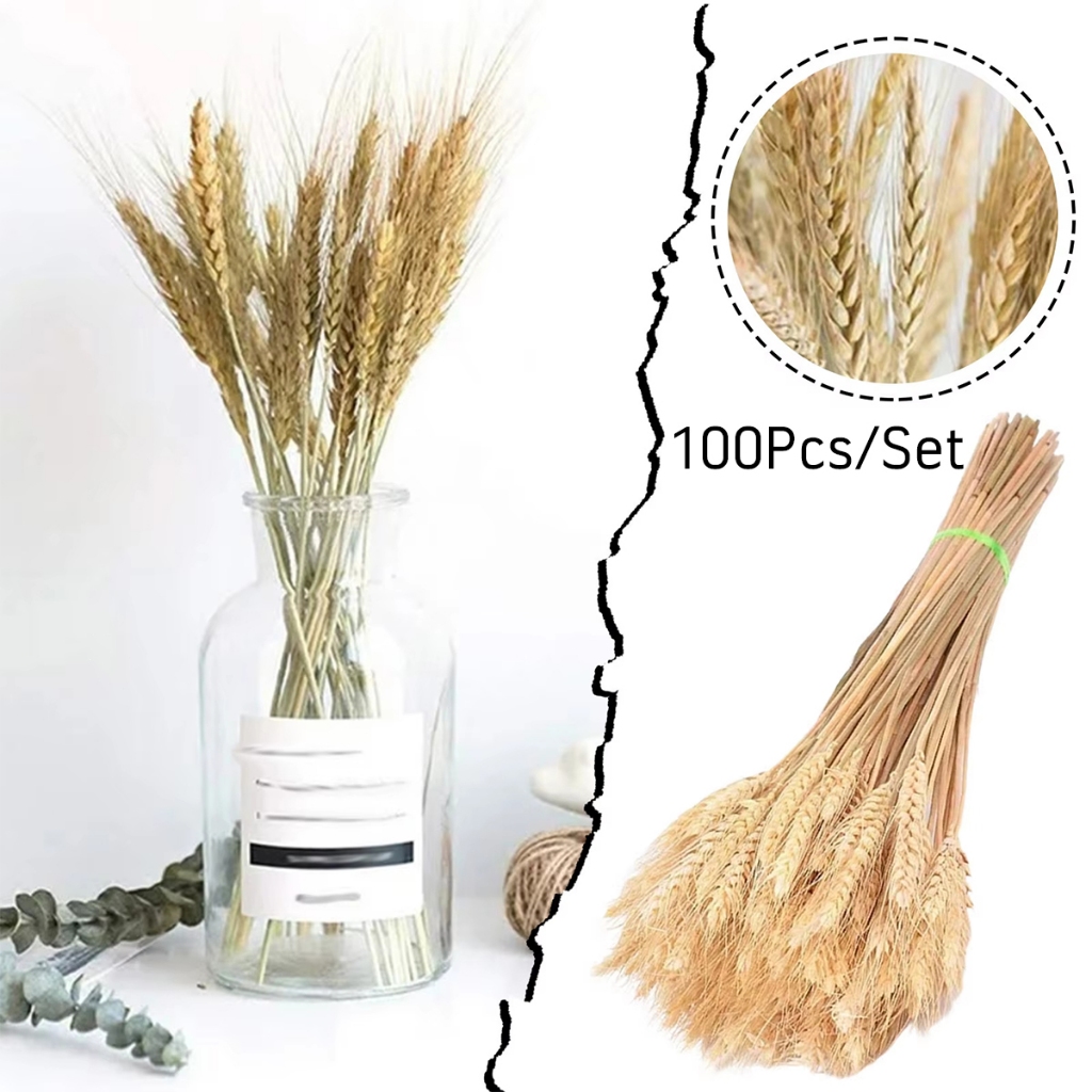[100PCS] Bunga Gandum Kering Dried Flower Wheat Bunga kering hiasan ruang tamu