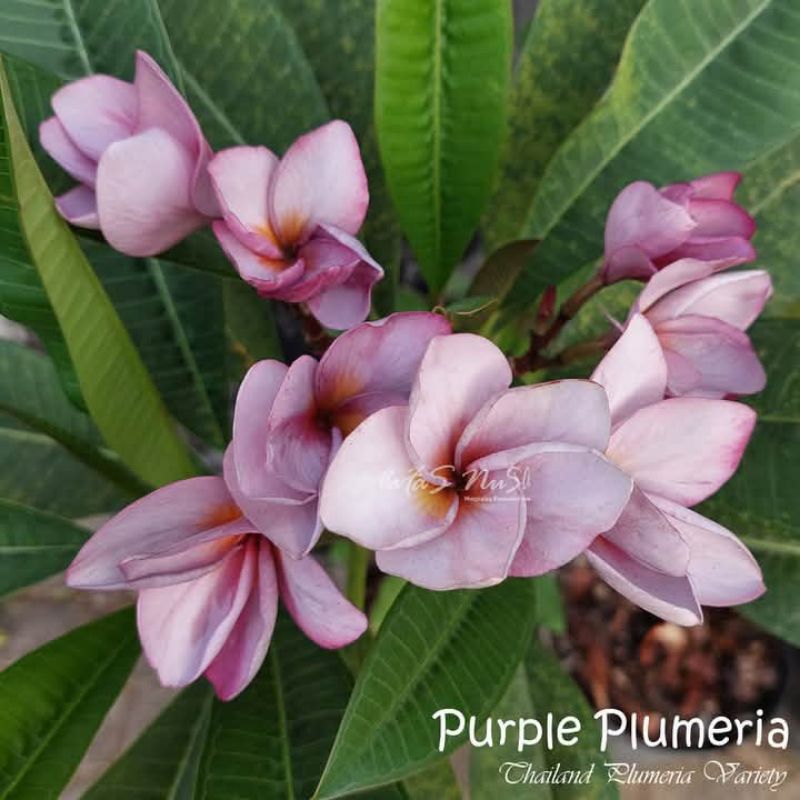 bibit cuting stek kamboja bali purple plumeria / stek kemboja bali asli