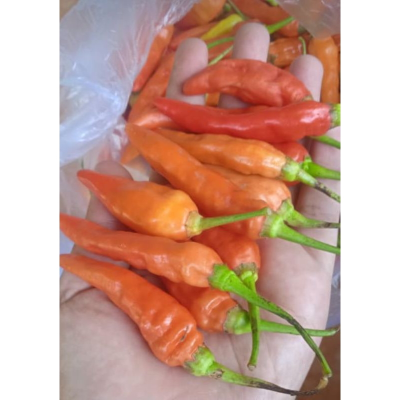 

cabe rawit pedas/cabe ret merah fres murah 500gram