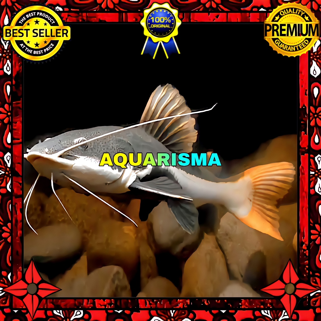 KEBUTUHAN AKUARIUM - LELE AMAZON RED TAIL CATFISH 3-4 CM