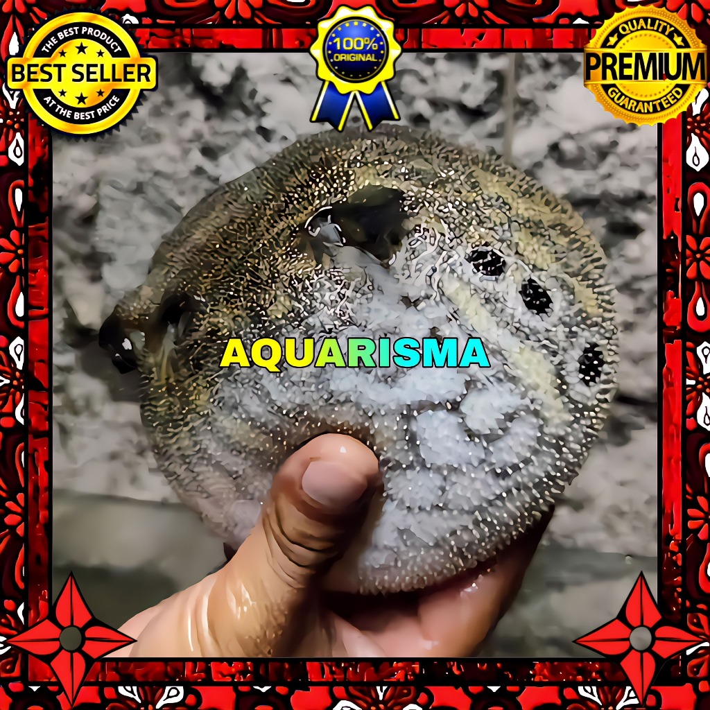 KEBUTUHAN AKUARIUM - COCONUT PUFFER BUNTAL KELAPA PALEMBANG BULAT 8-9 CM