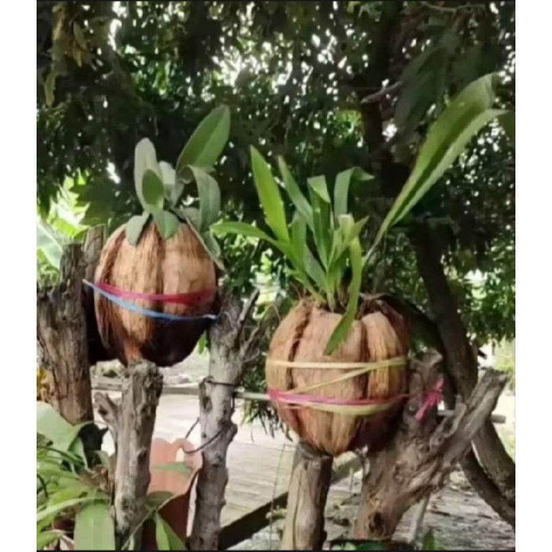 Tapas/tempurung kelapa media tanam bunga anggrek