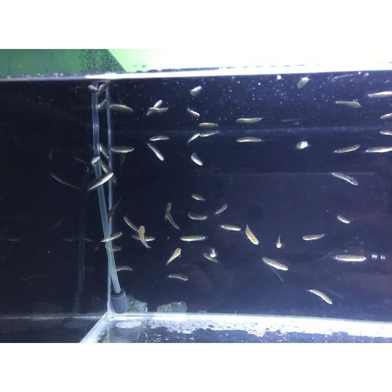 Baby Channa Asiatica Ws Size 5-6Cm