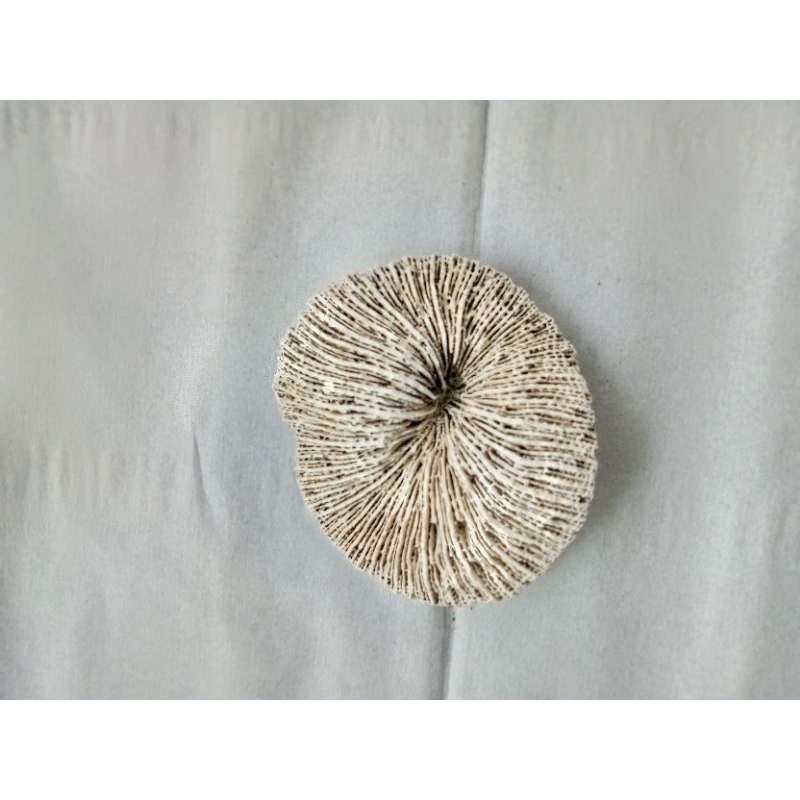 batu karang asli temuan alam