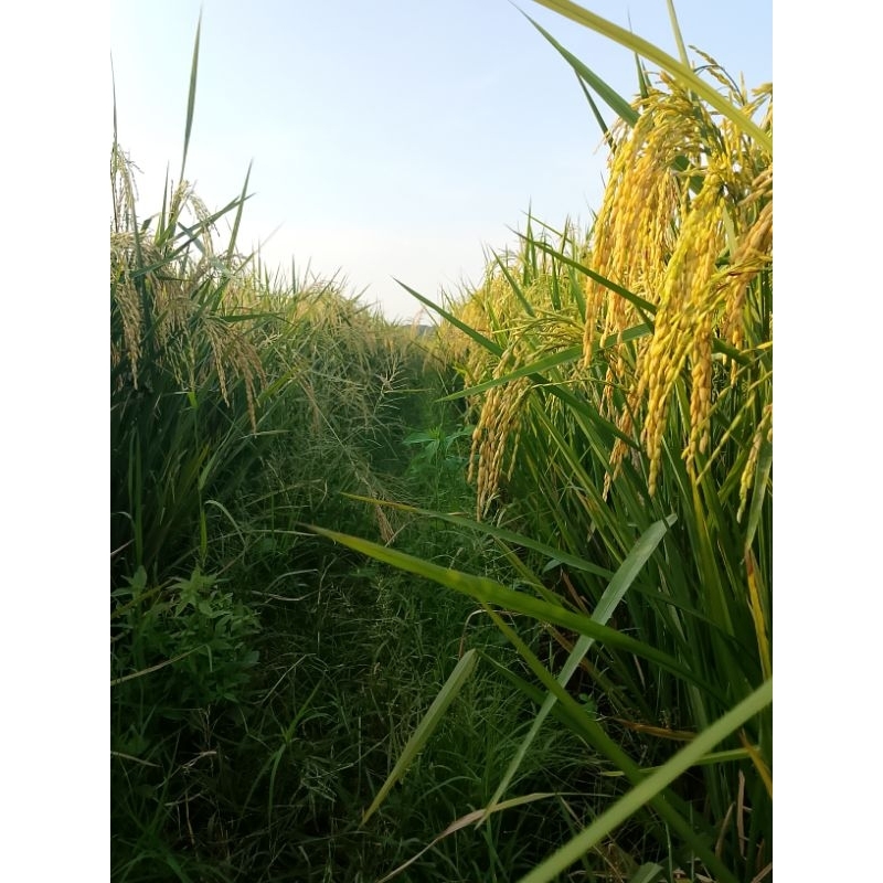 

beras dari petani asli putih dan pulen