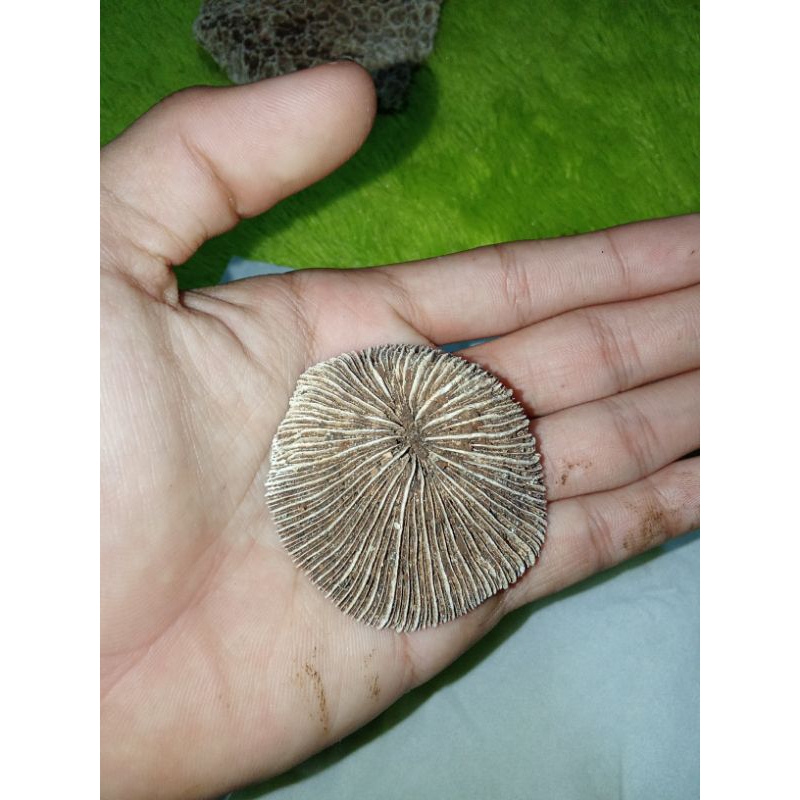 

pus4k4 jamur unik antik temuan