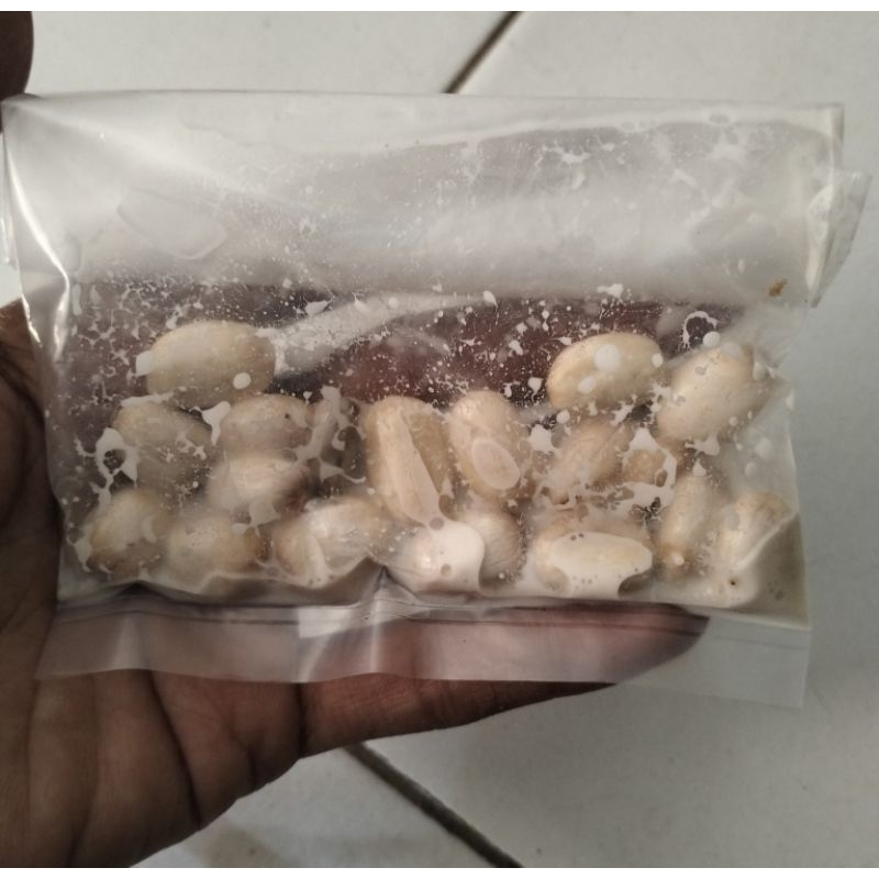 UMPAN BIJI JARAK SIAP PAKAI KHUSUS BAWAL HARIAN/GALATAMA