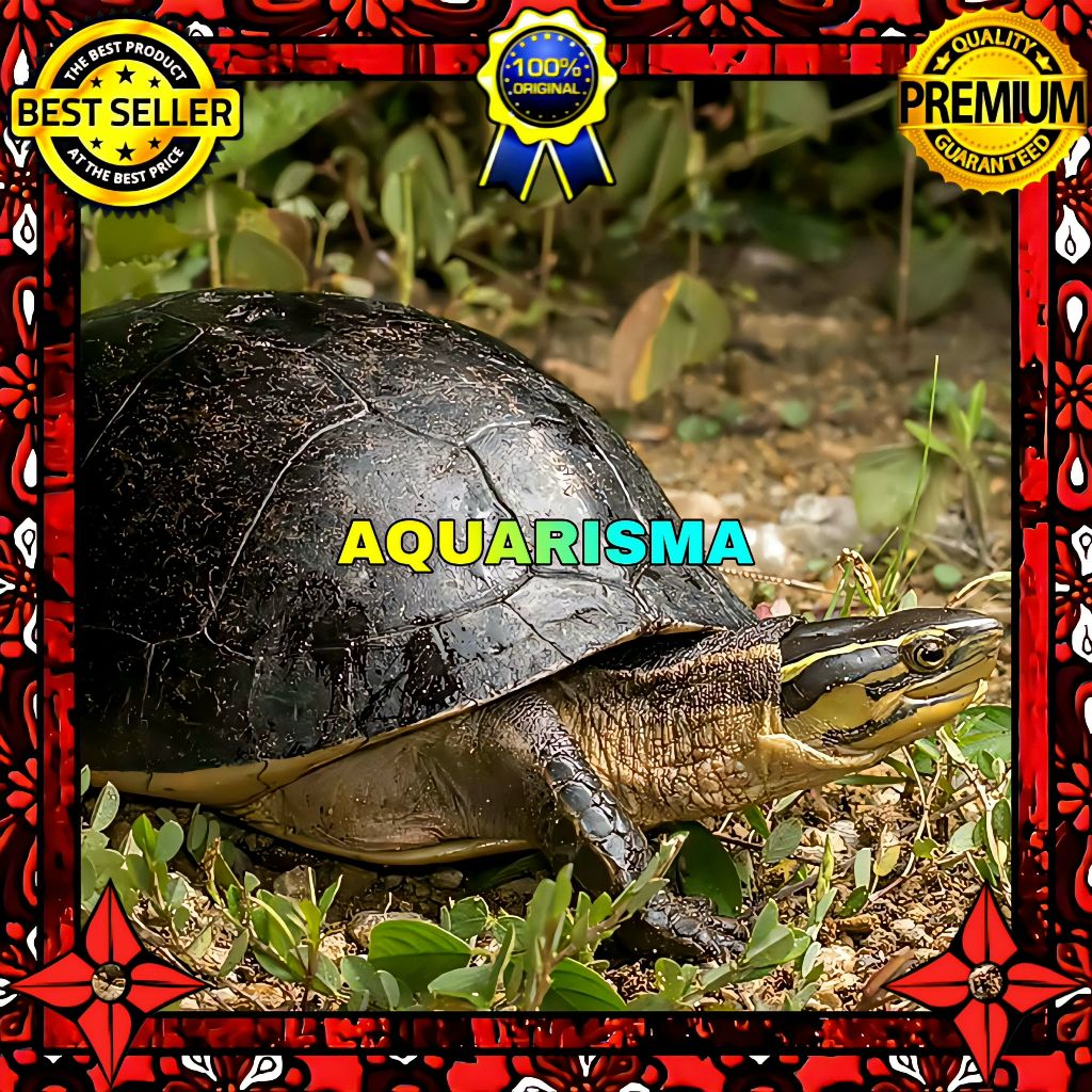 KEBUTUHAN AKUARIUM - KURA AMBON COURA AMBOINENSIS BATOK HITAM 19-21 CM