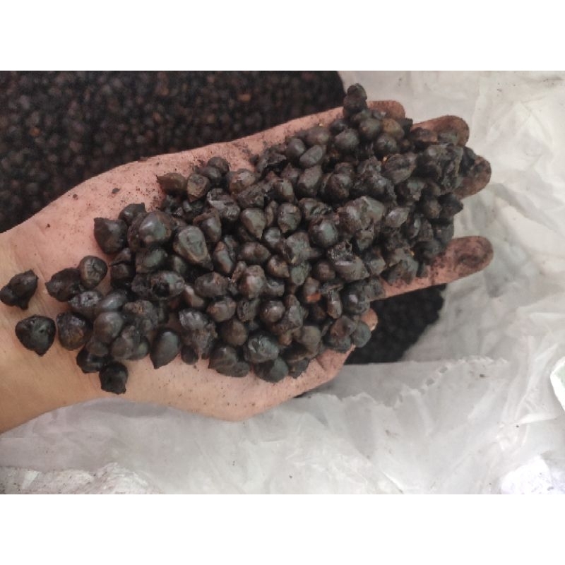 

JAGUNG ROASTING 50 KG COCOK RESELLER