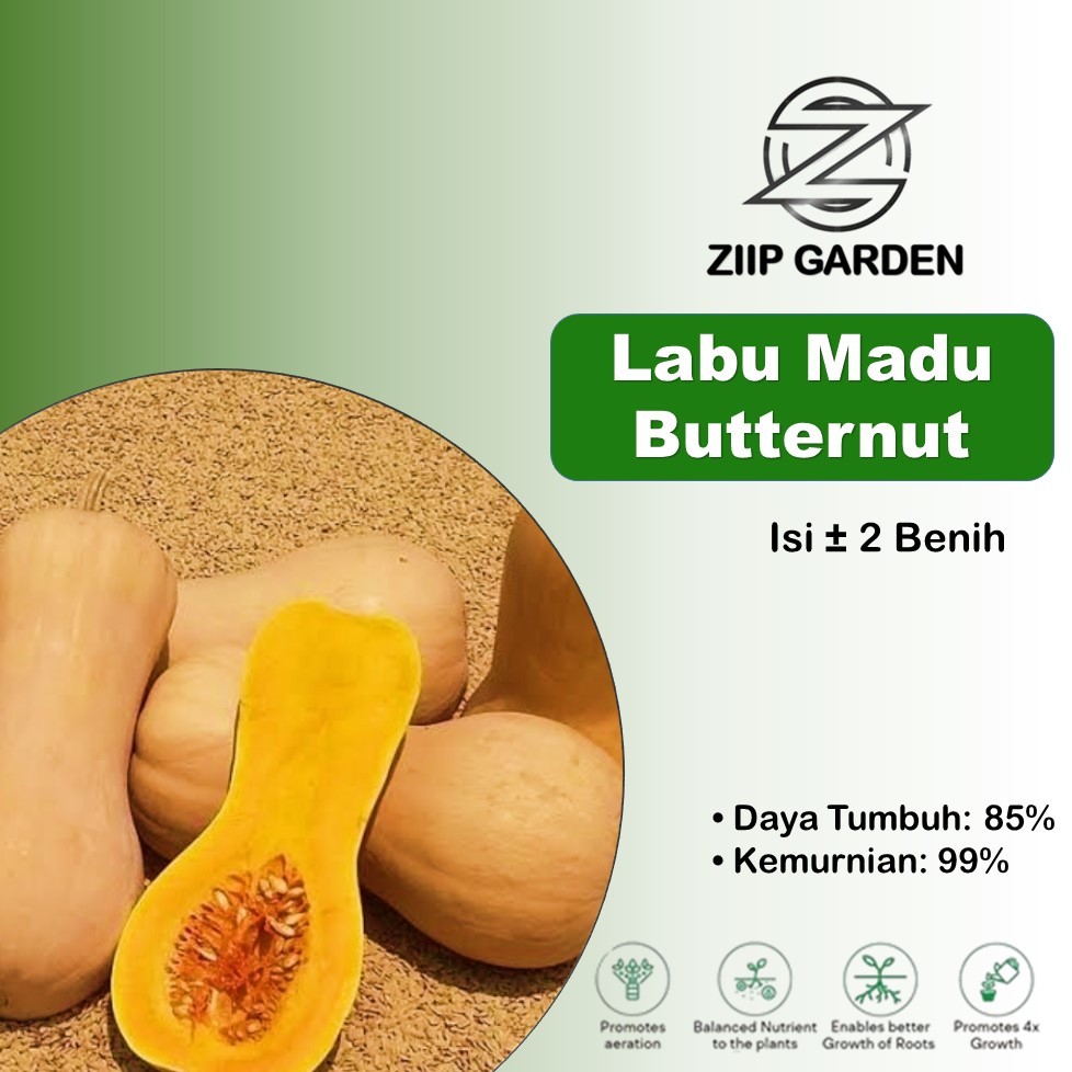 Bibit Benih Labu Madu Butternut F1 Hibrida