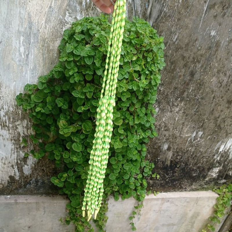 termurah tibododo sunda melati imitasi aftifisial, mirip asli