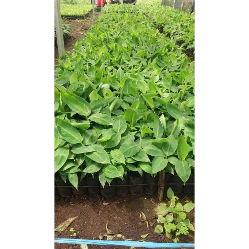 bibit pohon pisang batu / tanaman pisang batu