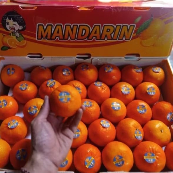 

Buah Jeruk Wogan Mandarin Jual Per 1 Dus Karton