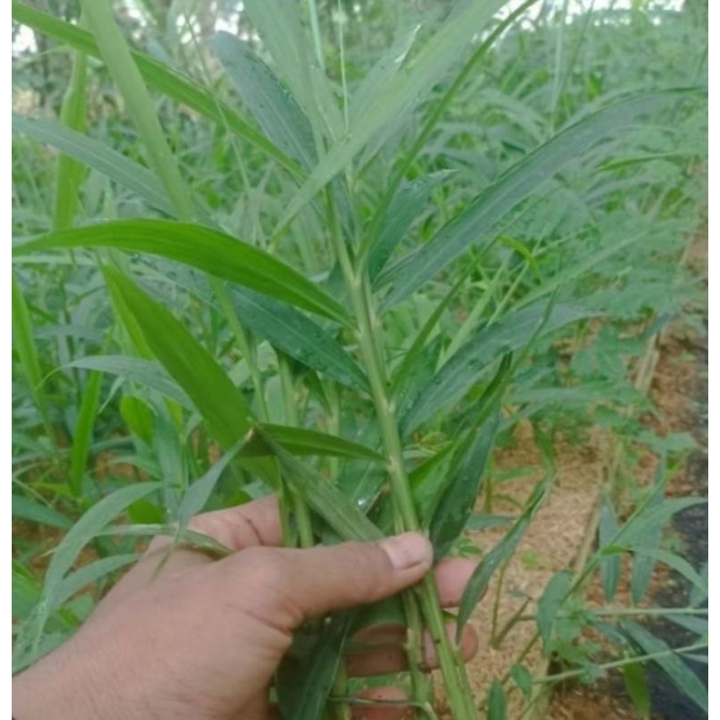 Bibit jahe emprit siap tanam,jahe emprit super