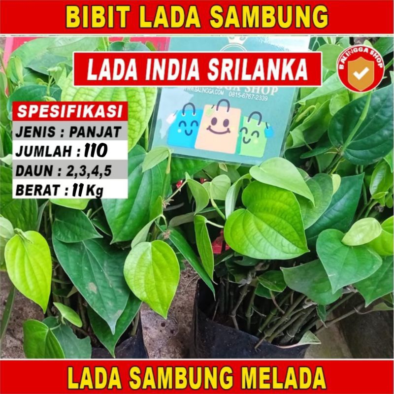Paket Murah 110 Bibit Lada India Srilanka Sambung Melada