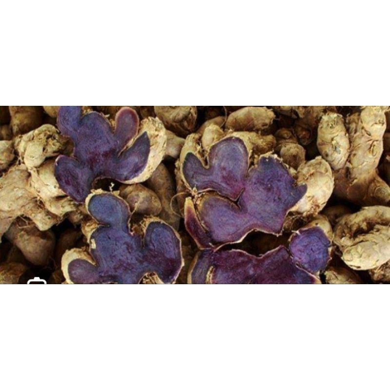 

KUNYIT HITAM ASLI 100GRAM PANEN SENDIRI STOK SEDIKIT