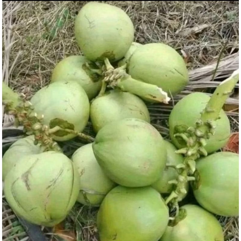 

Kelapa muda fress