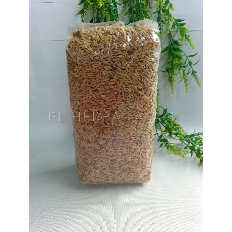 Bibit padi ketan putih - 1 kg