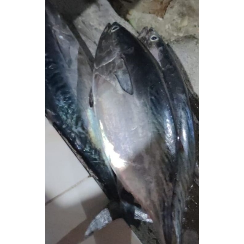 

IKAN TONGKOL FRESH