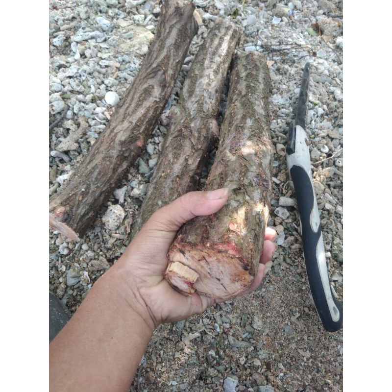 kayu stigi laut asli