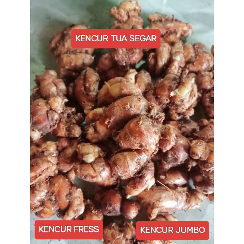 

kencur cikur rempah rempah cikur seblak cikur sukro 1 kg