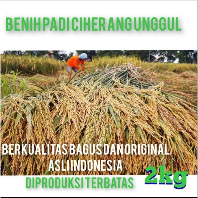 BIBIT PADI BENIH CIHERANG UNGGUL KEMASAN 2KILO