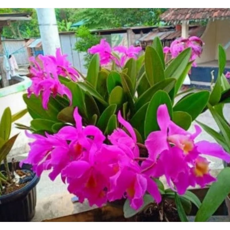 Bunga Anggrek Cattleya Mantini Ungu