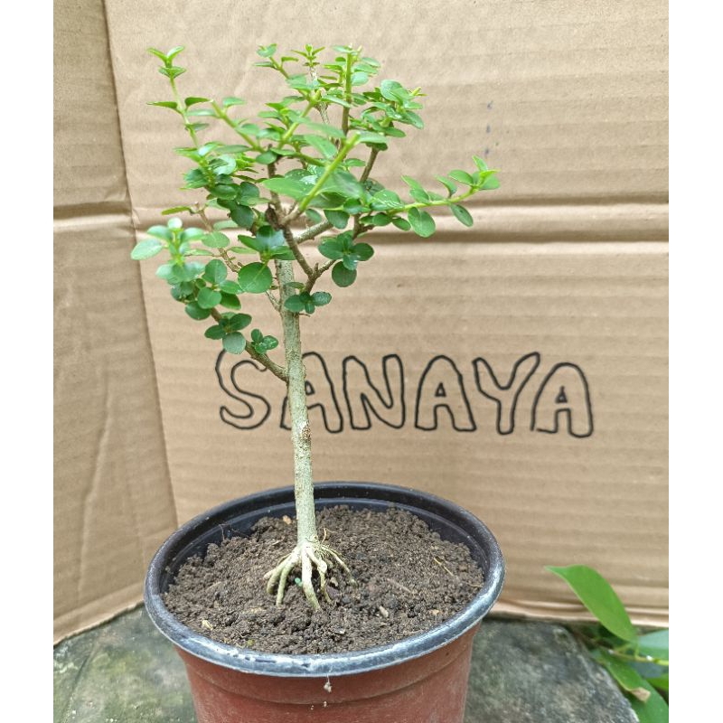 bonsai sancang real pict