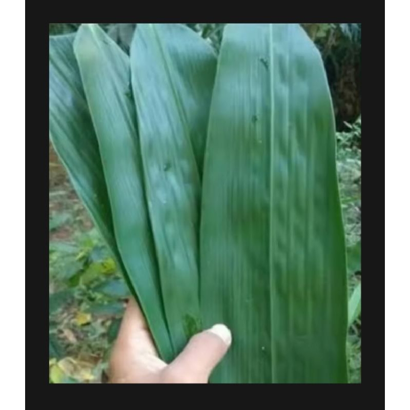 

Ready stok Daun Awi untuk bungksu bacang per 100 lembar