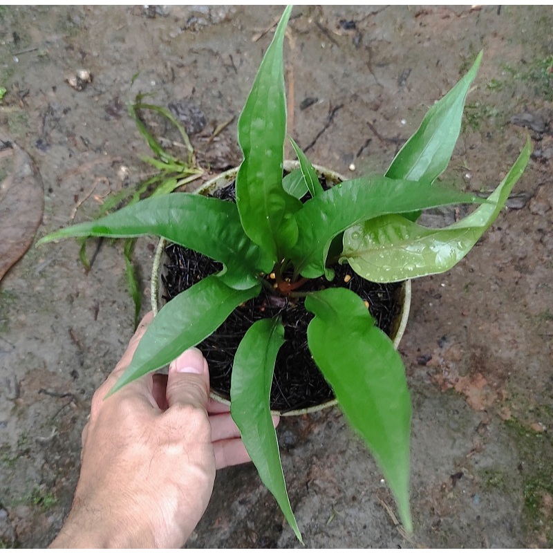 Tanaman Anthurium Obor Pucuk Merah - Bibit Tanaman Hias Anthurium Obor - Antorium Obor