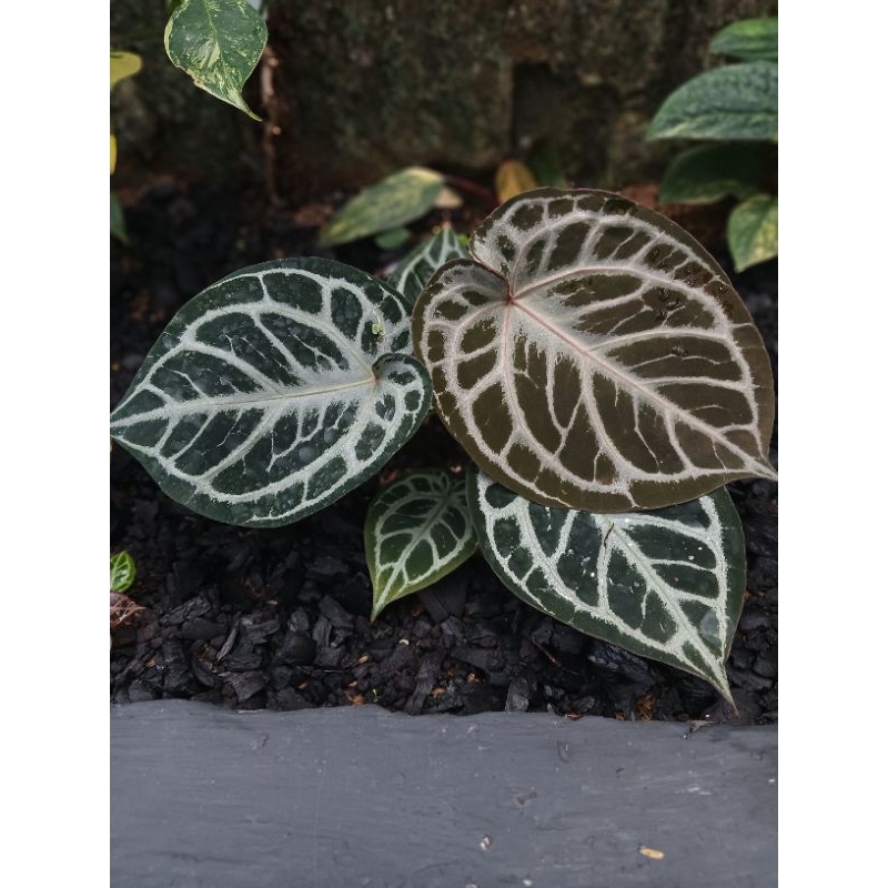 anthurium red tiger ekonomis