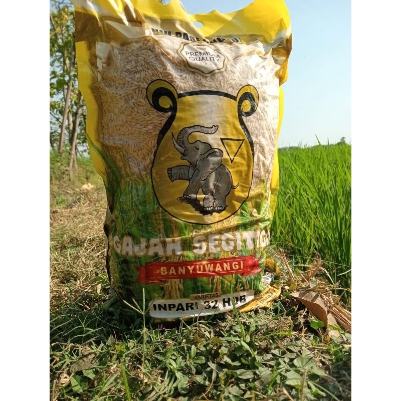 Benih Padi Inpari 32 Gajah Banyuwangi Original