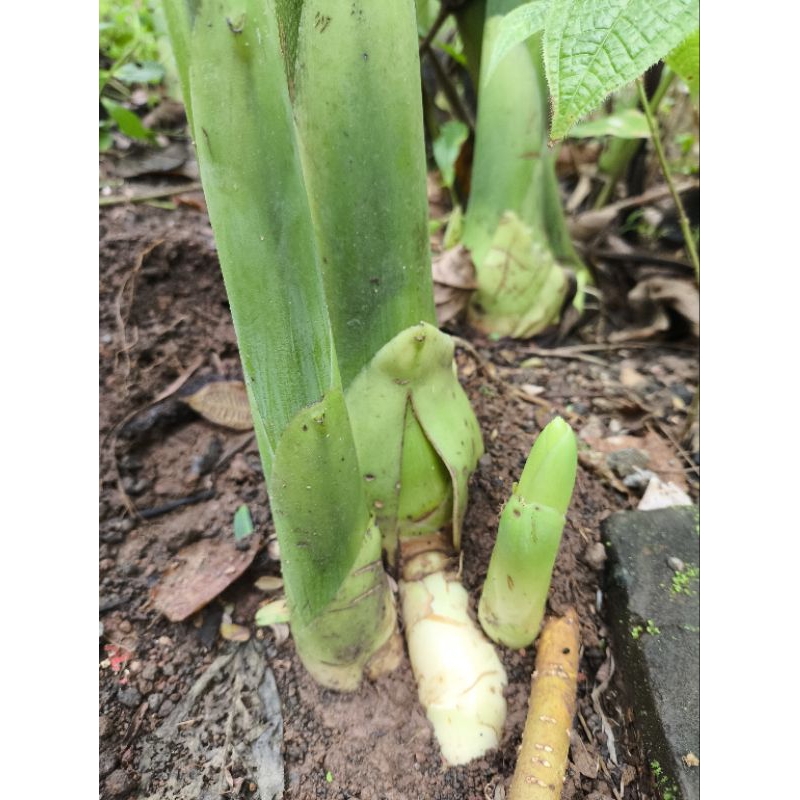 Bibit Kecombrang Hijau Bunga pink Bunga Kecombrang