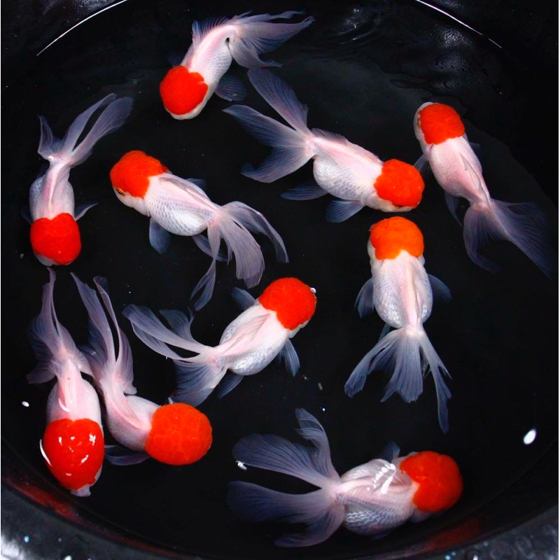 

oranda red cap grade A+