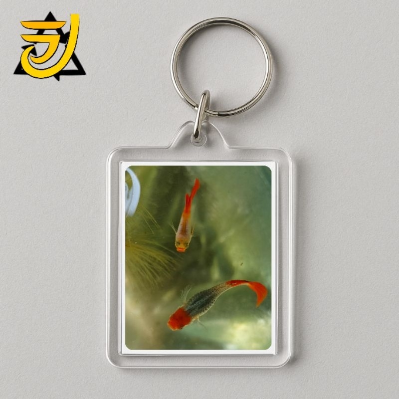 HIASAN GUPPY PRTDE KOI